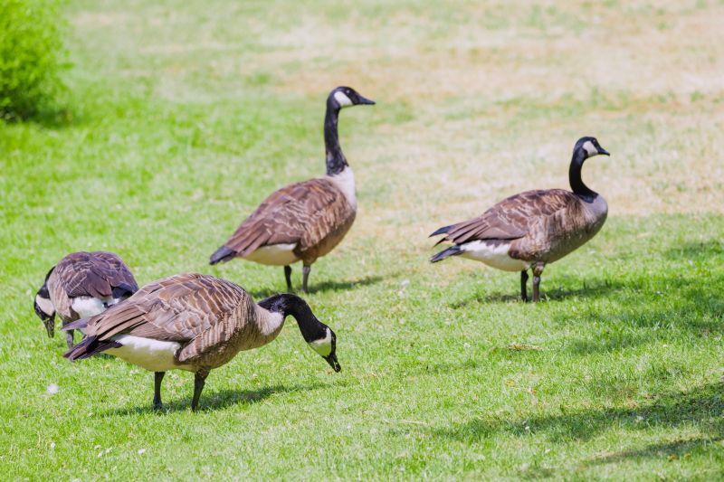 Canada Geese Control