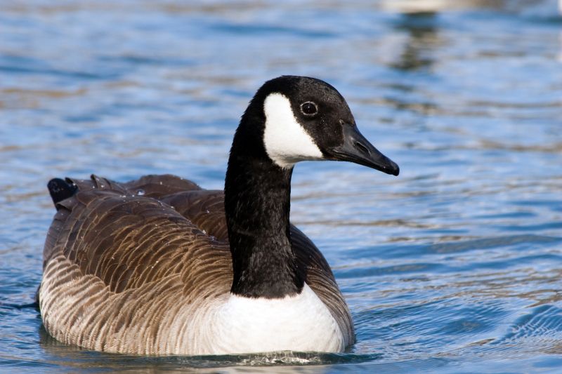 Canada Geese Control