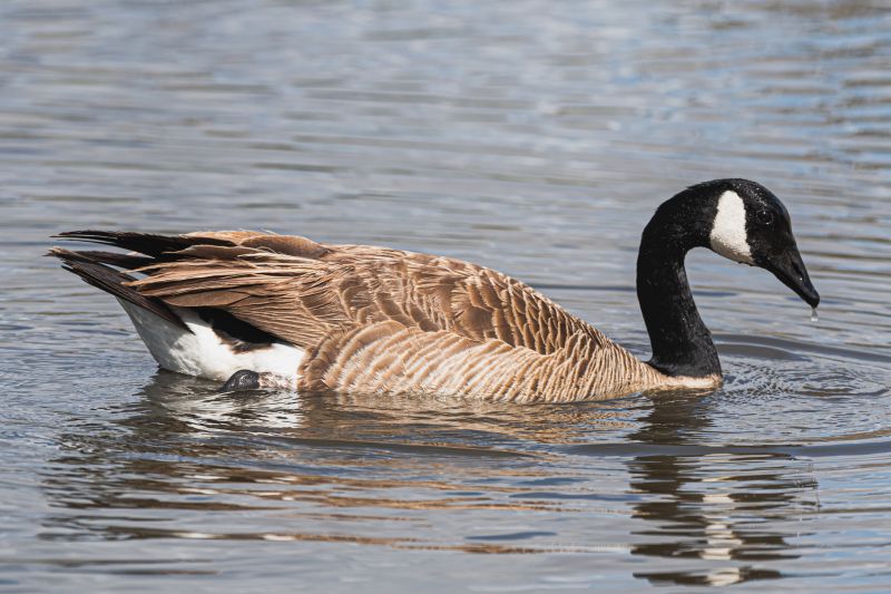 Canada Geese Control