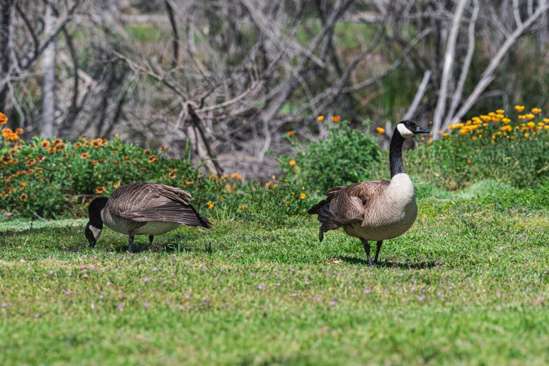 Canada Geese Control
