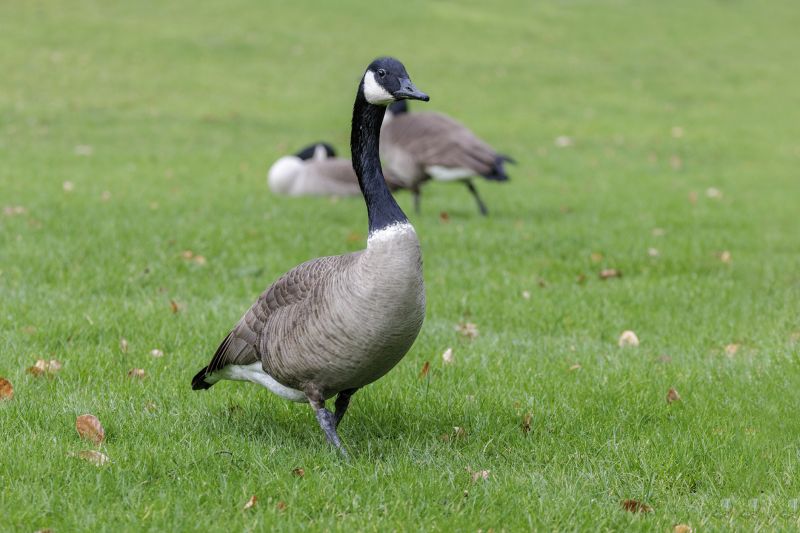 Canada Geese Control