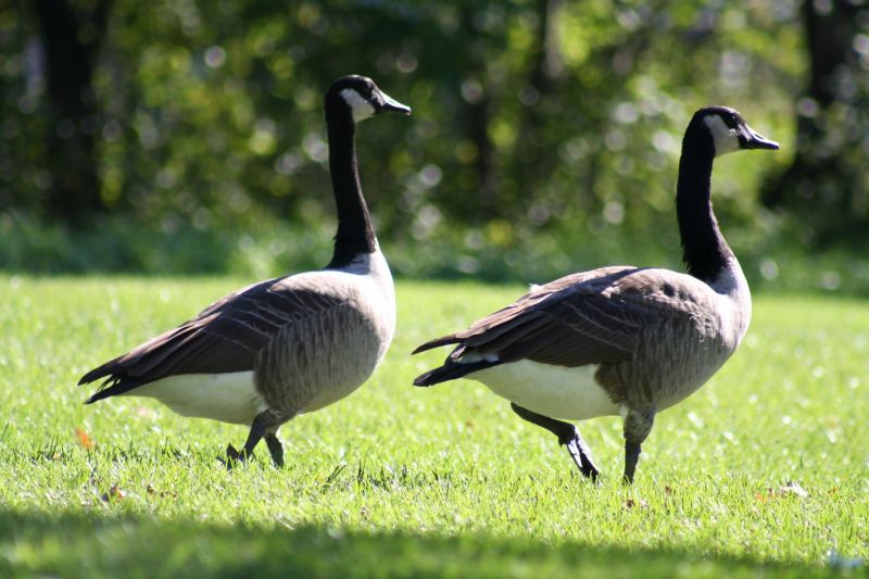 Canada Geese Control