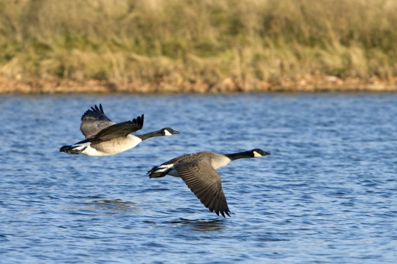 Geese Migration in Spring