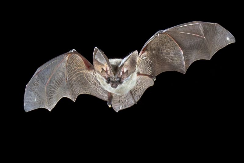Common Bird And Bat Infestations Found In Buildings