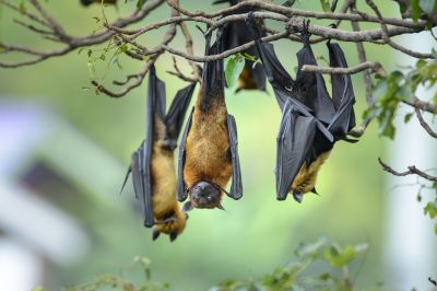 Health Risks Linked To Birds And Bats In Commercial Properties