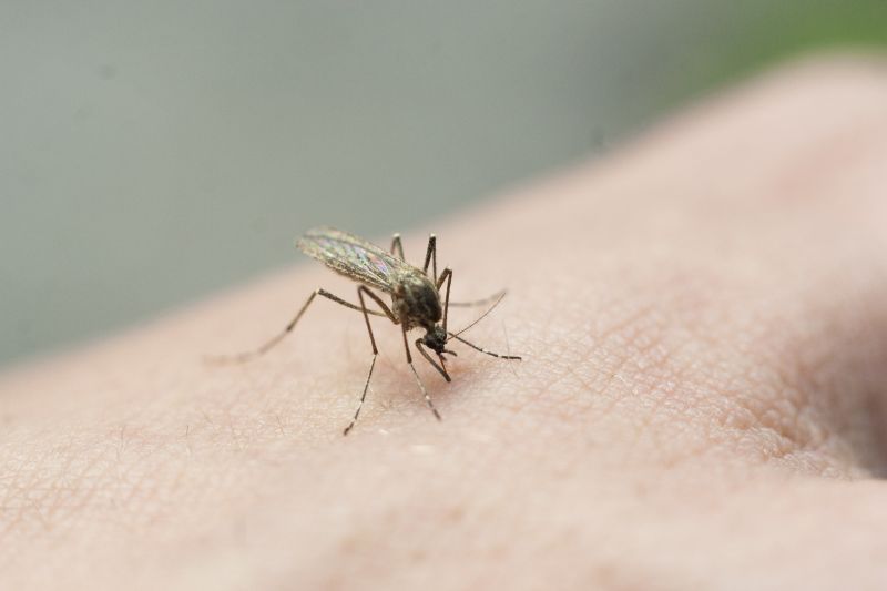 Mosquitoes Pest Control in Frisco, TX