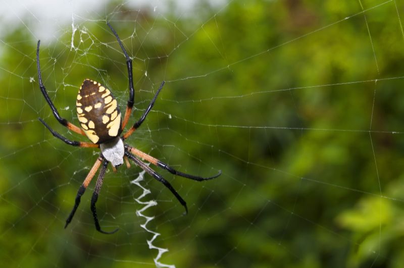 Spider Fumigation Service in Fort Collins, CO