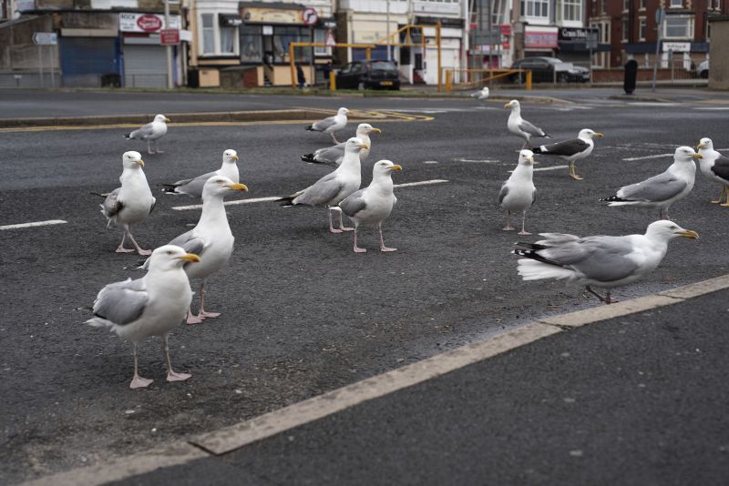 Local Government Agencies