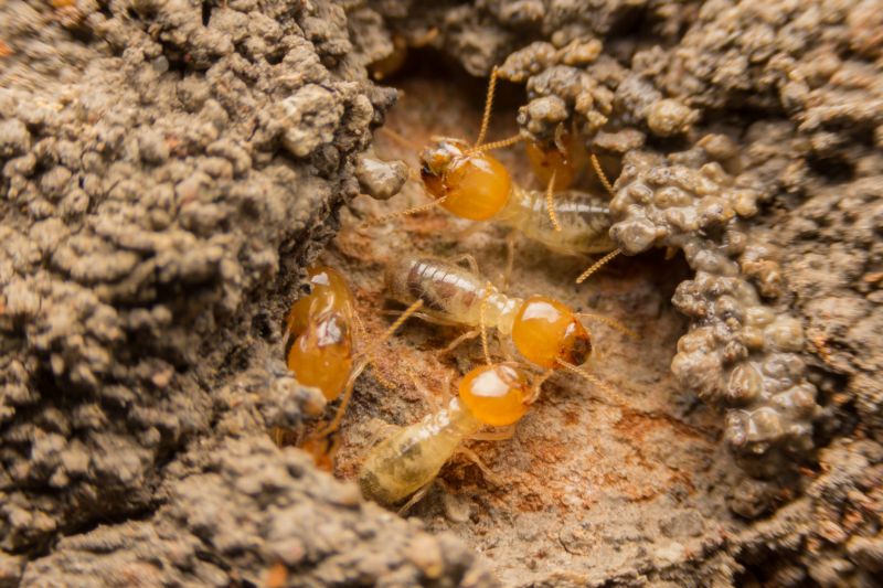 Winged Termite Extermination