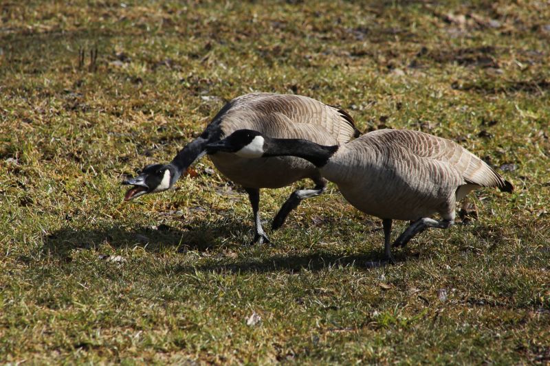 Local Canada Geese Control pros at work